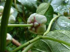 Cynanchum annularium