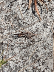 Spharagemon marmorata