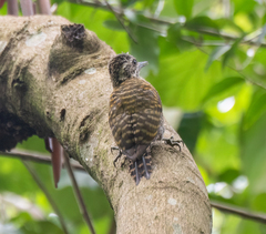 Dryobates spilogaster