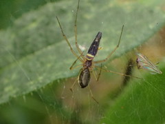 Colladonus montanus reductus