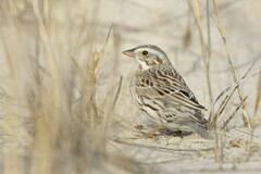Passerculus sandwichensis princeps