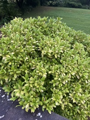 Laurus nobilis