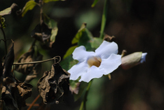 Thunbergia grandiflora