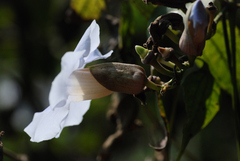 Thunbergia grandiflora