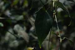 Thunbergia grandiflora