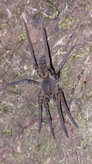 Ctenidae