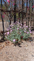 Glandularia gooddingii