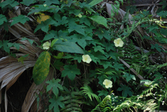 Camonea vitifolia
