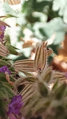 Glandularia gooddingii