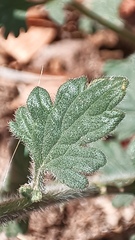 Glandularia gooddingii