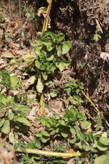 Kalanchoe petitiana