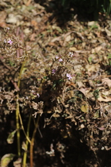Kalanchoe petitiana