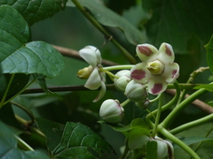 Cynanchum annularium