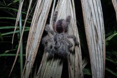 Avicularia