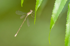 Lestes tenuatus