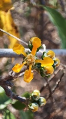 Callaeum macropterum