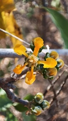 Callaeum macropterum