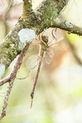 Triacanthagyna trifida