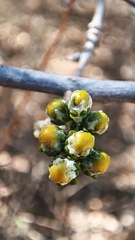 Callaeum macropterum