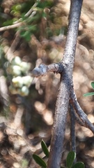 Callaeum macropterum