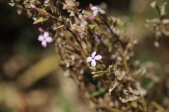 Kalanchoe petitiana