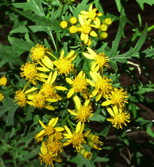 Senecio eremophilus macdougalii