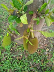 Artocarpus heterophyllus