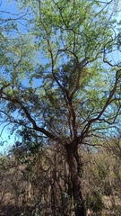 Havardia mexicana