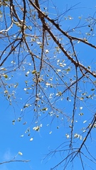 Havardia mexicana
