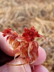 Sphagnum rubellum