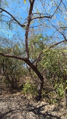 Havardia mexicana