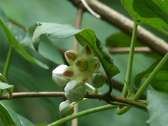 Cynanchum annularium