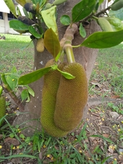 Artocarpus heterophyllus