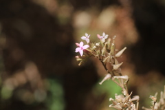 Kalanchoe petitiana