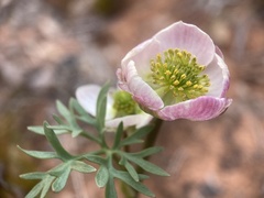 Ranunculus andersonii