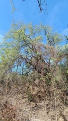 Havardia mexicana