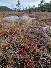 Sphagnum rubellum