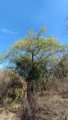 Havardia mexicana