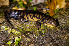 Ambystoma tigrinum