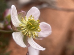 Ranunculus andersonii