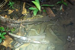 Synbranchus marmoratus