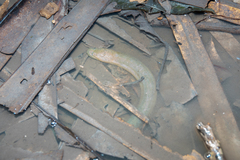 Synbranchus marmoratus