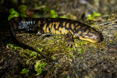 Ambystoma tigrinum
