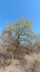 Havardia mexicana