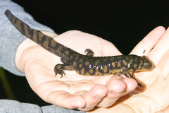 Ambystoma tigrinum