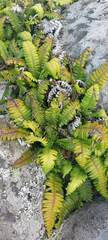 Blechnum durum