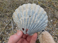 Aequipecten opercularis