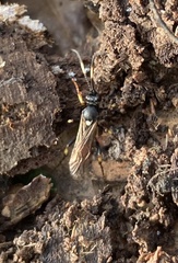 Ichneumon stramentor