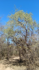 Havardia mexicana