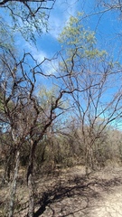 Havardia mexicana